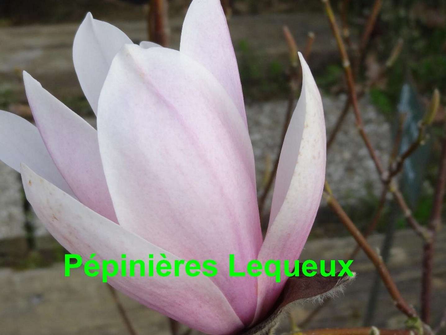 MAGNOLIA GEORGES HENRY KERN